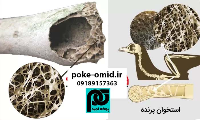 استخوان اسفنجی پرندگان